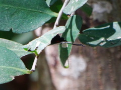 Melanis cephise