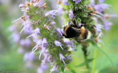 Bombus