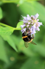 Bombus