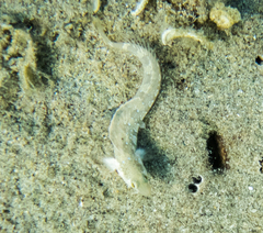 Microlipophrys dalmatinus