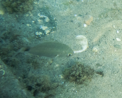 Diplodus annularis