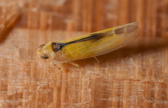 Edwardsiana commissuralis