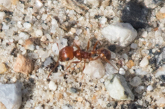 Pogonomyrmex magnacanthus