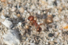 Pogonomyrmex magnacanthus