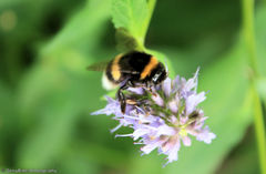Bombus