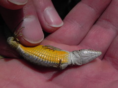 Rock Lizard photo 4