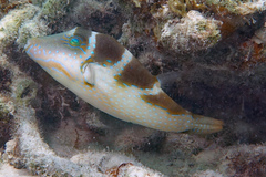 Canthigaster cyanospilota