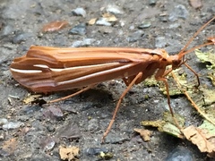 Psychoglypha