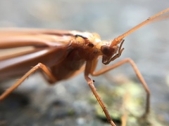 Psychoglypha
