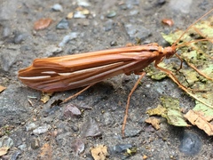 Psychoglypha