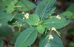 Impatiens parviflora