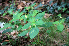 Impatiens parviflora