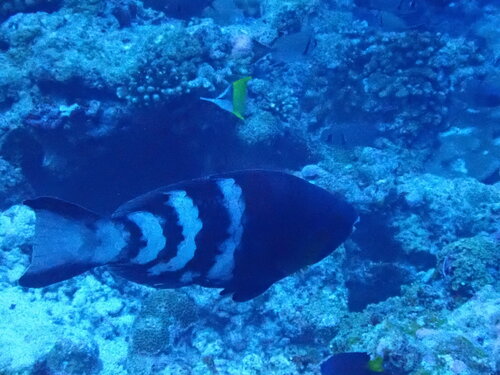 Redbarred parrotfish (Scarus caudofasciatus) — Scaridae