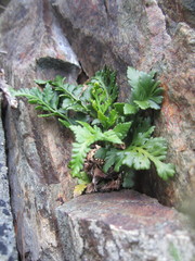 Asplenium appendiculatum maritimum