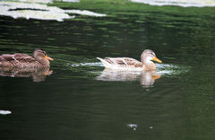 Anas platyrhynchos