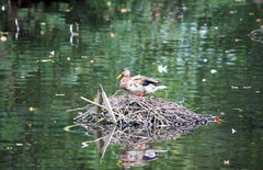 Anas platyrhynchos
