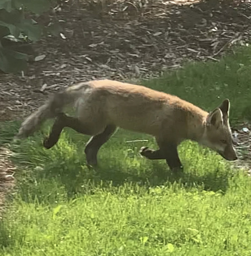 Red Fox photographed in Wisconsin