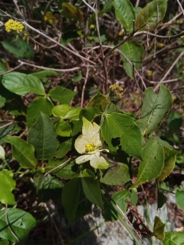 Dalechampia clematidifolia image