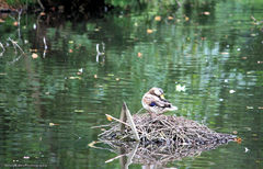 Anas platyrhynchos