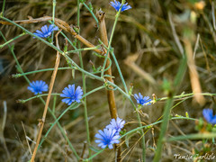 Cichorium pumilum