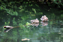 Anas platyrhynchos
