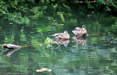 Anas platyrhynchos