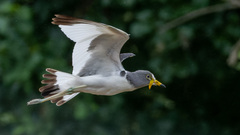 White-Crowned Lapwing photo 4