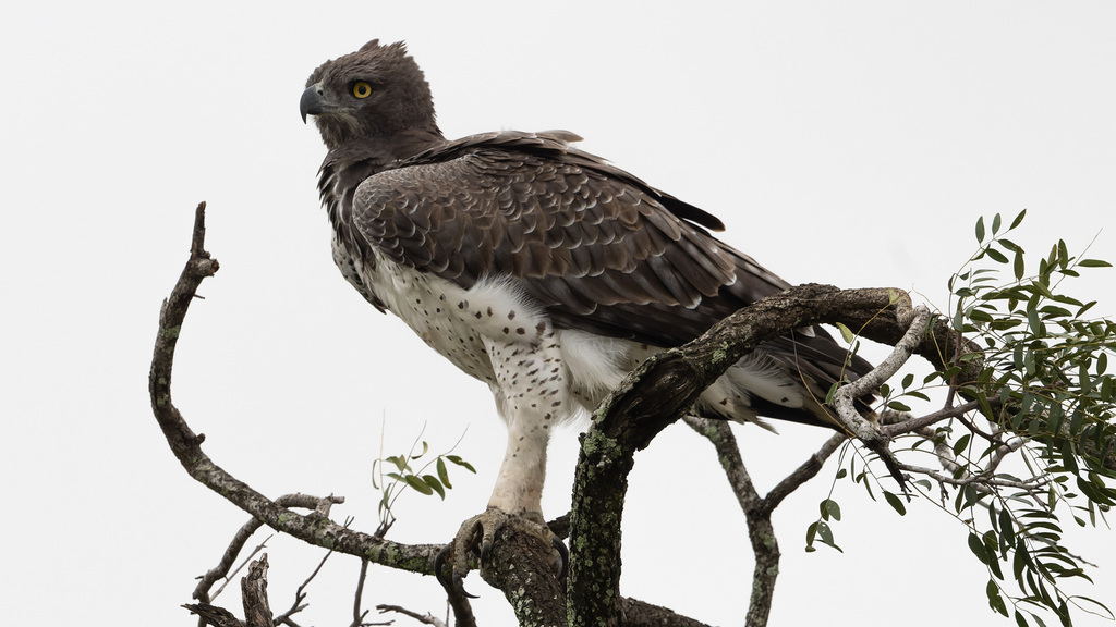 Martial Eagle from Ehlanzeni District Municipality, South Africa on ...