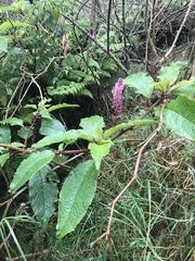 Phytolacca sandwicensis