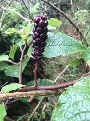 Phytolacca sandwicensis