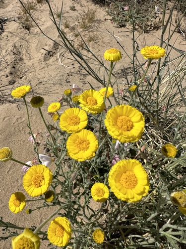 Baileya multiradiata