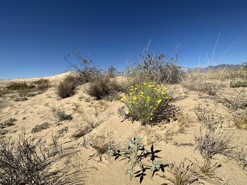 Baileya multiradiata