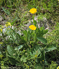 Calendula suffruticosa