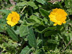 Calendula suffruticosa