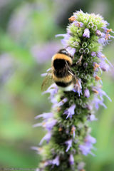 Bombus