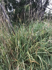 Carex wahuensis