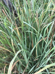 Carex wahuensis
