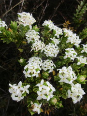 Pimelea buxifolia
