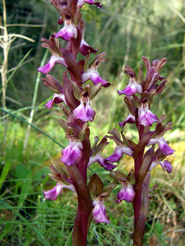 Fan-lipped Orchid