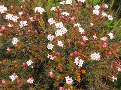 Pimelea buxifolia