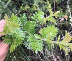 Osteomeles anthyllidifolia