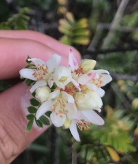Osteomeles anthyllidifolia