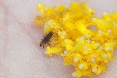 Insecta