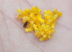 Insecta