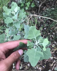 Chenopodium oahuense