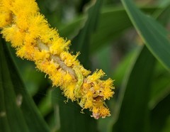Geometridae