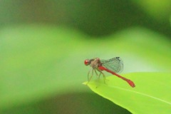 Telebasis digiticollis