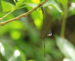 Mecistogaster modesta