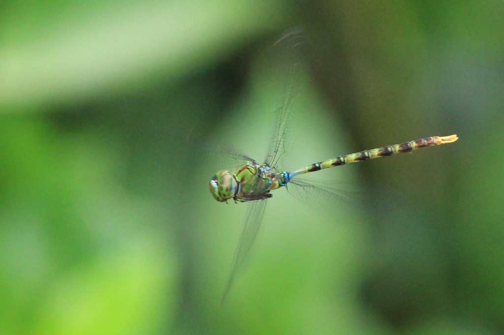 Helen's Darner