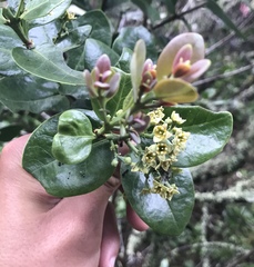 Santalum paniculatum